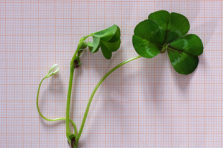 Trifolium subterraneum subsp. oxaloides / Trifoglio simile all''acetosella